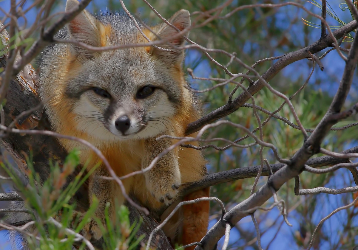 A gray fox in a tree