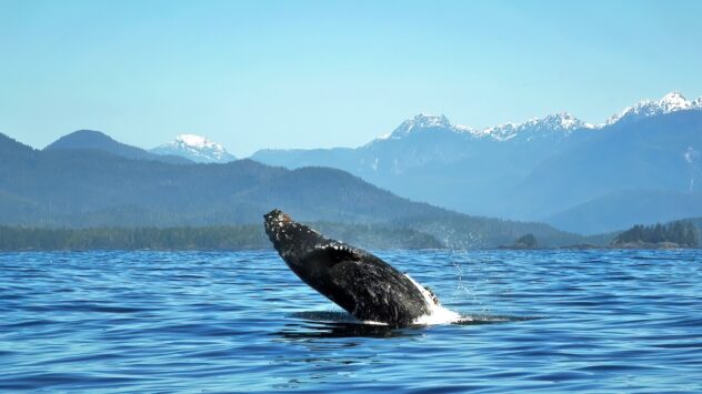 Humpback Whale Named Valiant Chases Away Nine Threatening Orcas