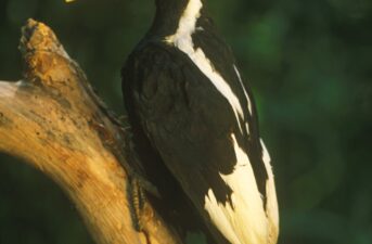 Not Extinct After All: First ‘Widely Accepted Sighting’ of Ivory-Billed Woodpecker Since 1944