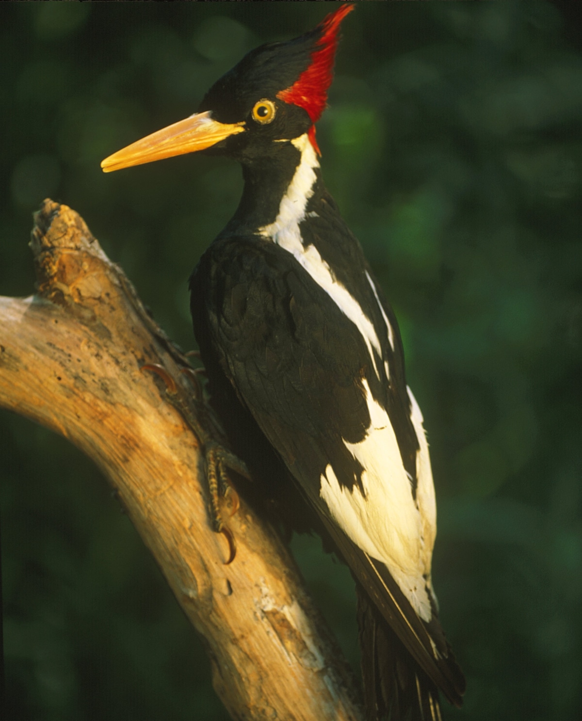An ivory-billed woodpecker mounted specimen in Louisiana.