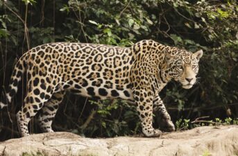 Jaguars Could Return to the U.S. if Given Pathway North