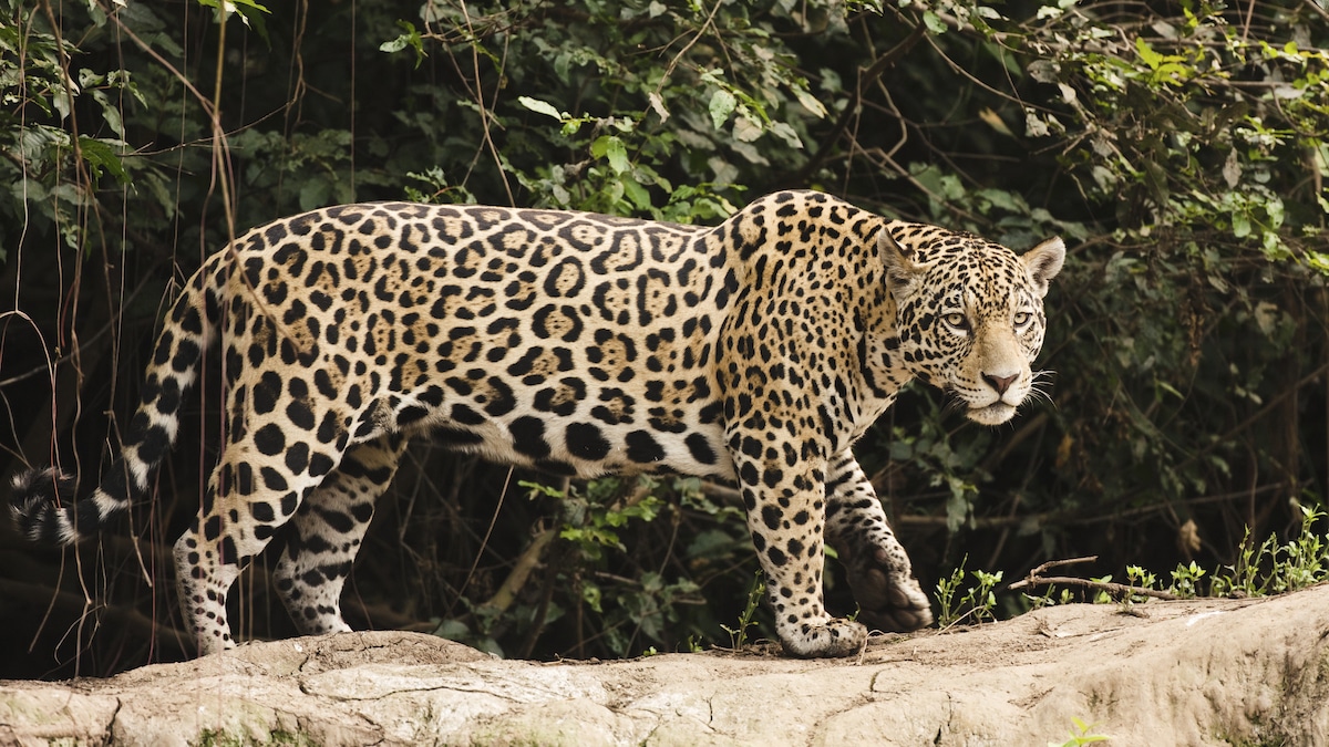 A female jaguar in Brazil
