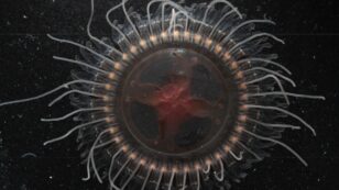 ‘Unusual’ New Species of Jellyfish Found in Monterey Bay