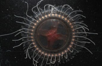 ‘Unusual’ New Species of Jellyfish Found in Monterey Bay