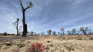 Are Western Joshua Trees a Threatened Species? California State Biologists and Environmental Advocates Disagree