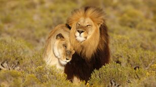 ‘Love Hormone’ Oxytocin Turns Ferocious Lions Into Friendly Cats