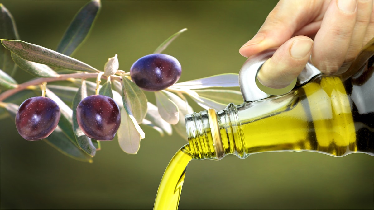 Extra virgin olive oil and olives on a branch