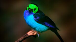 Darwin’s Theory That Tropical Birds Are More Colorful Proven by Recent Study