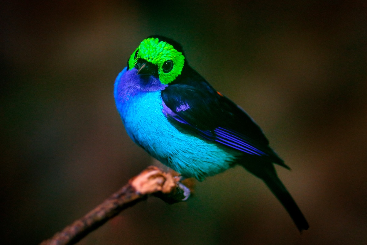 A multicolored Paradise Tanager in Brazil.