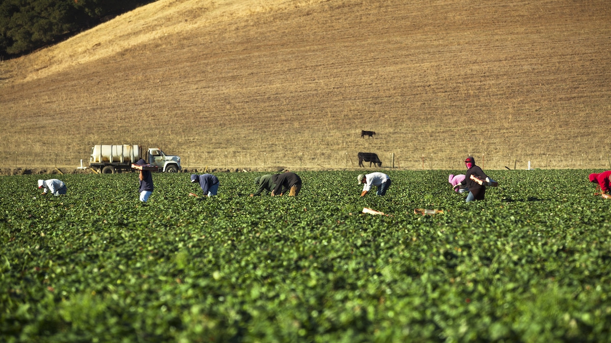 Farmworkers pick strawberries in California.