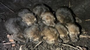 Endangered Red Wolf Pups Born in Wild for First Time in Four Years