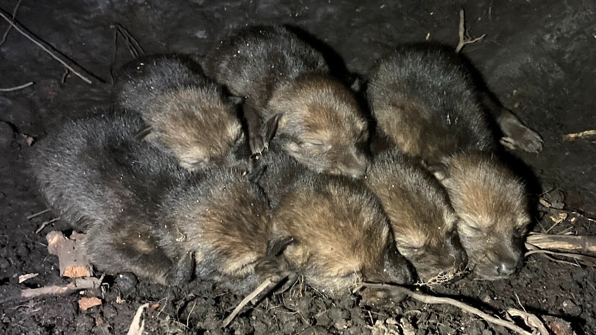 The first wild-born litter of red wolves since 2018