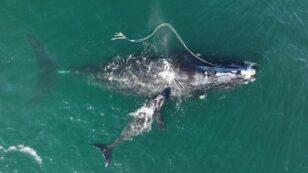 Seafood Watch Warns Against Consuming Lobster, Snow Crab, to Help Save Right Whales