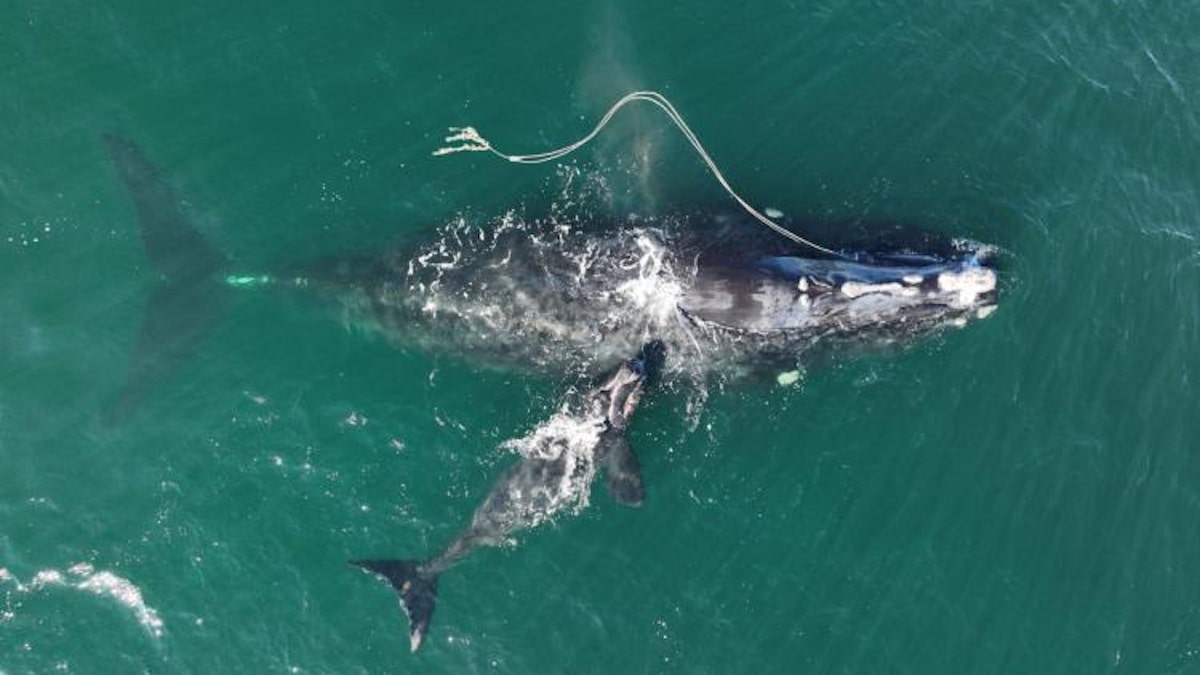 A right whale named Snow Cone with her newborn calf