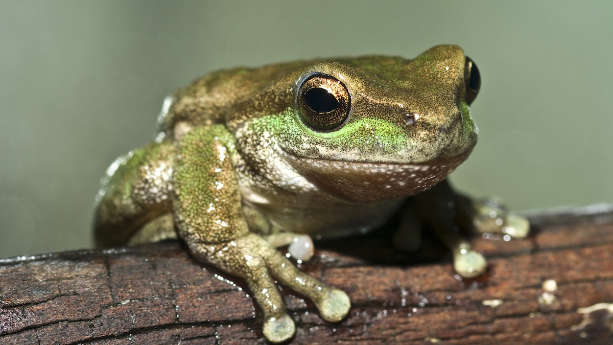 A spotted tree frog