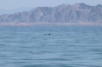 Sea Shepherd and Mexico Boost Efforts to Protect Vaquita, But Is It Enough?