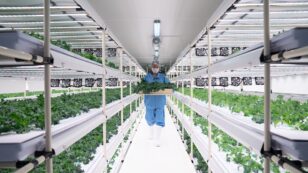 Vertical Farming Saves Water and Land and Could Help Global Food Security, Expert Says