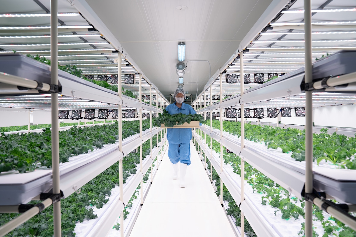 A farm worker harvests hydroponic kale in vertical plots.