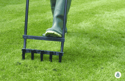 man aerating lawn with manual aerator width=“441” height=