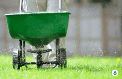 fertilizing a lawn with a seed fertilizer width=“441” height=