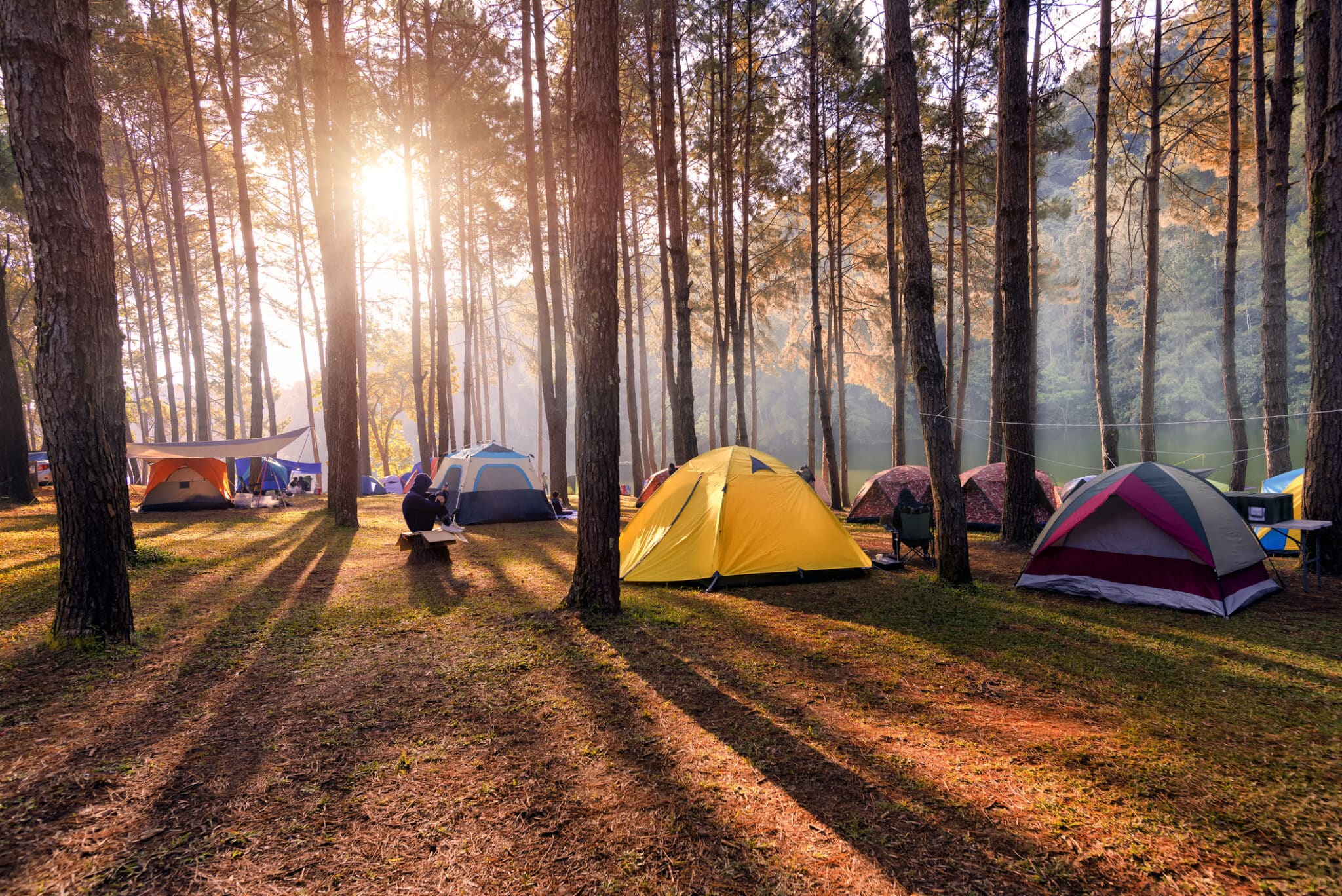 Camping and tent under the pine forest in sunset at Pang-ung, pine forest park