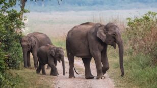 Asian Elephants Are Ingesting Large Amounts of Plastic From Landfills in India￼