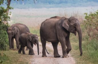 Asian Elephants Are Ingesting Large Amounts of Plastic From Landfills in India￼