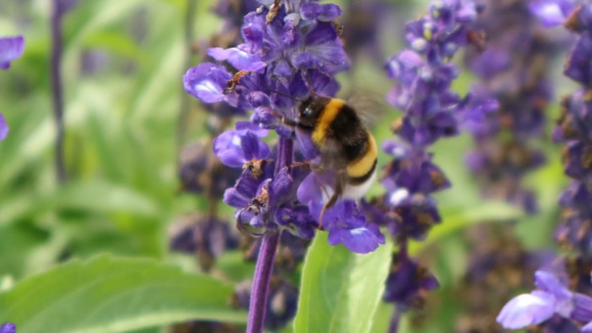 A bumble bee visiting salvia flowers
