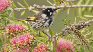 Planting Trees and Shrubs Will Help Bring Woodland Birds Back to Farms, Study Finds