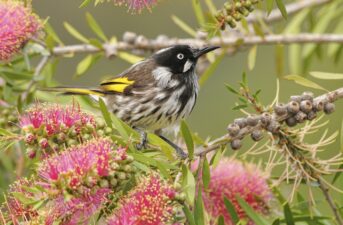 Planting Trees and Shrubs Will Help Bring Woodland Birds Back to Farms, Study Finds