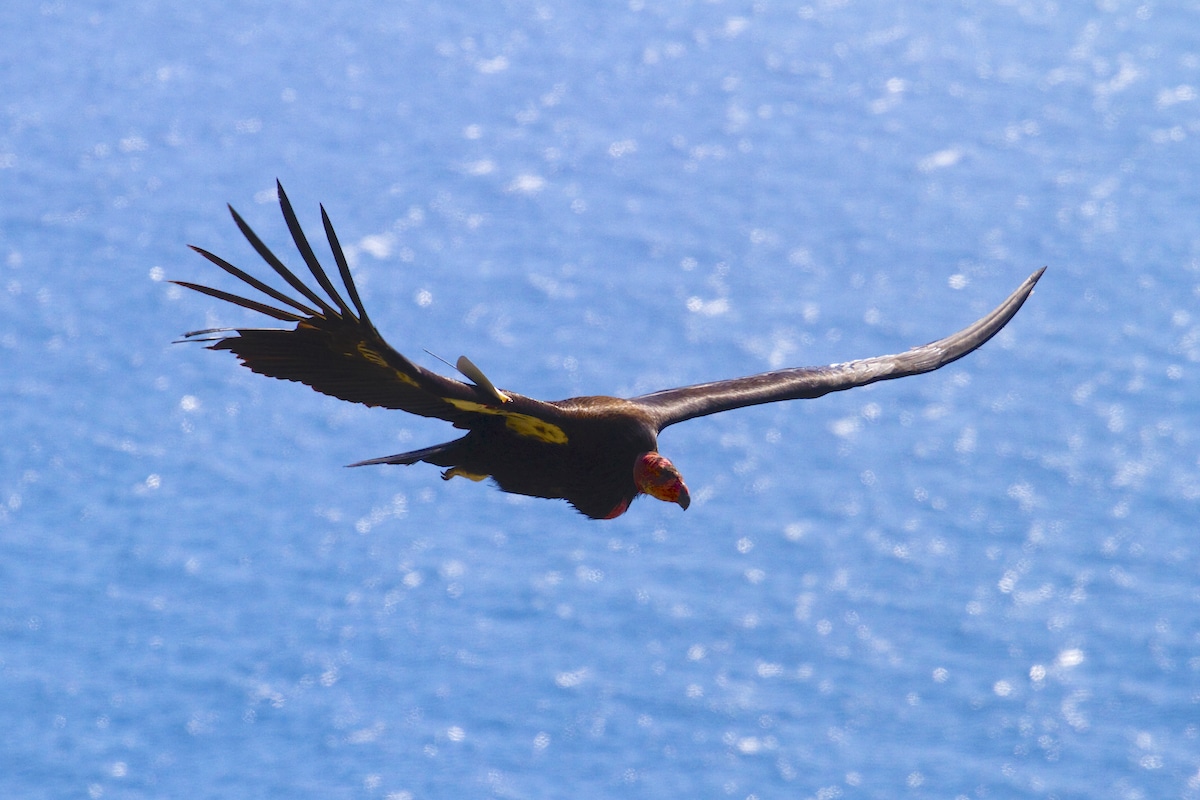A California condor flies along the Big Sur coast.