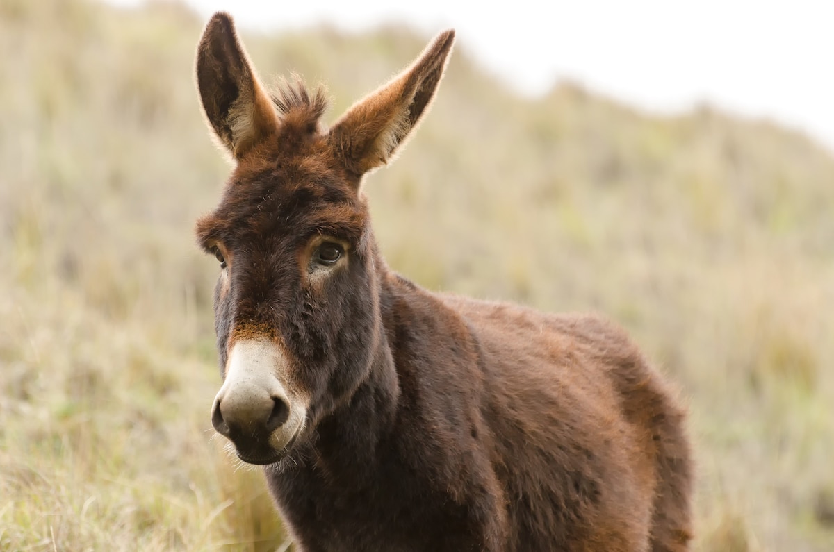 A donkey in South America