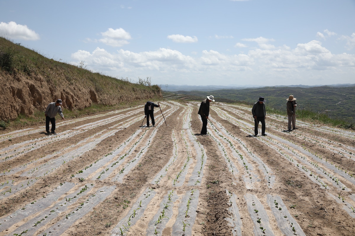 Farmers work in fields of reclaimed farmland in China