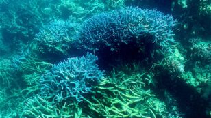 More Than 90% of Great Barrier Reef Impacted by Sixth Mass Bleaching Event