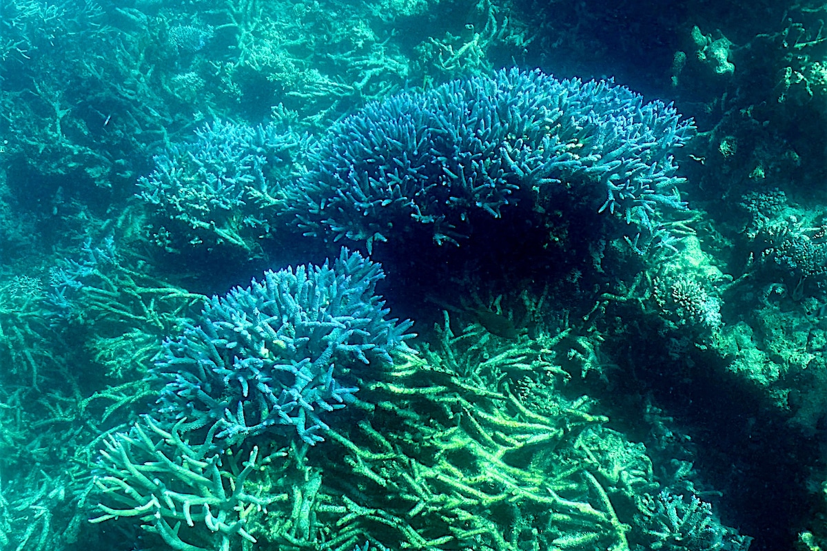 Bleaching in the Great Barrier Reef