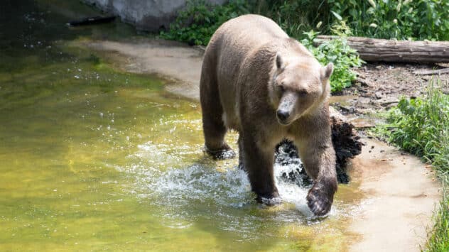 ‘Grolar Bears’: Is Cross-Breeding to Protect Vulnerable Species From Climate Change a Good Idea?￼￼