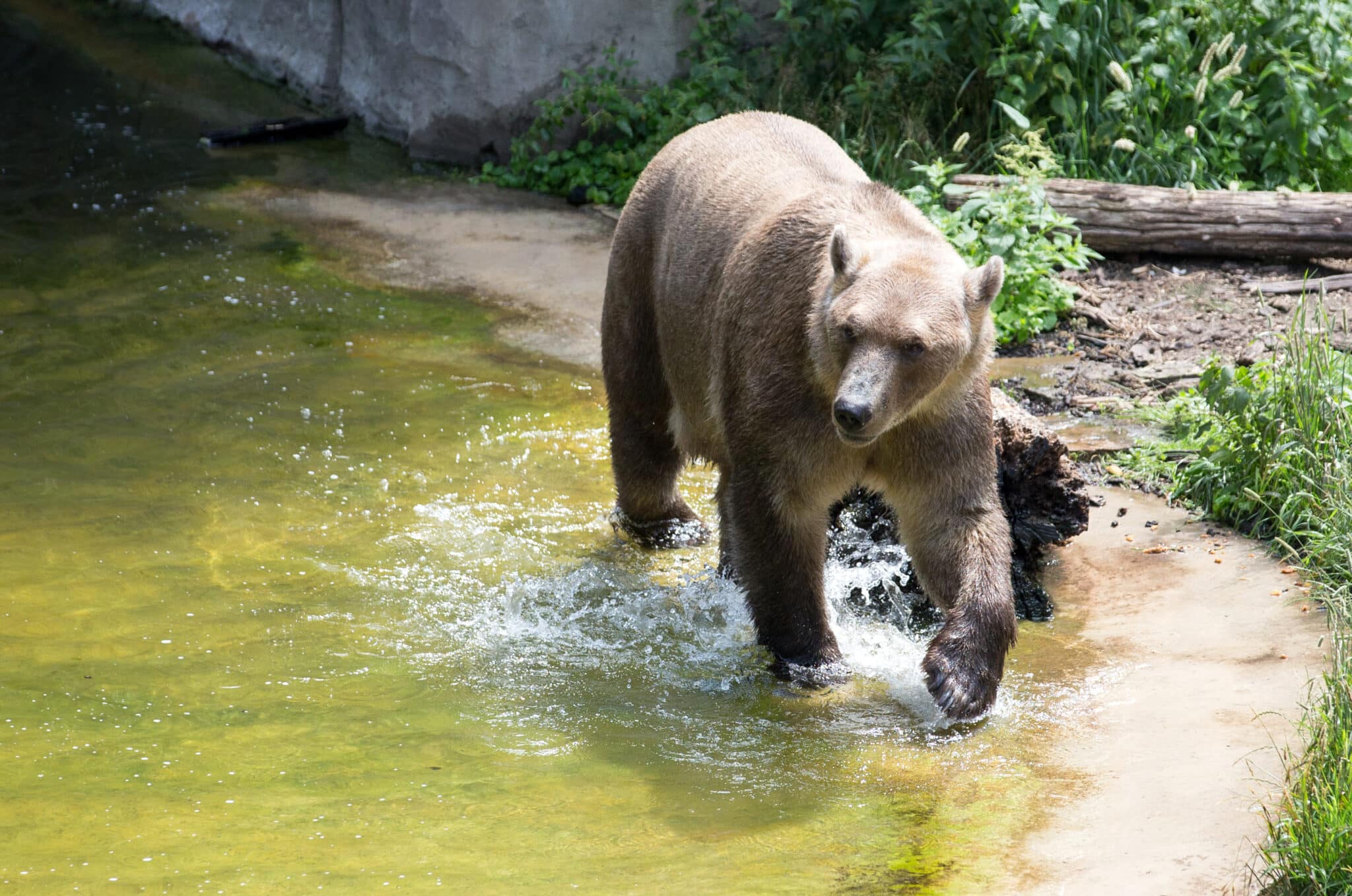 Grolar Bears': Is Cross-Breeding to Protect Vulnerable Species From Climate  Change a Good Idea?￼￼ - EcoWatch