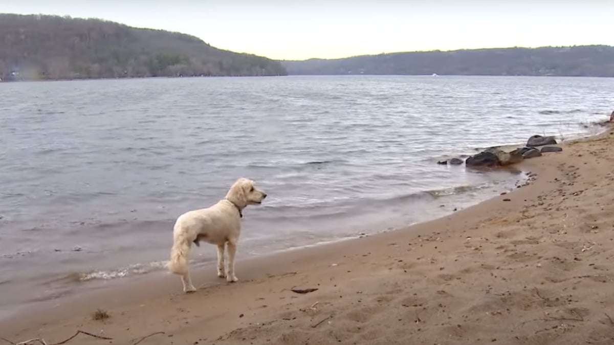 Gus, the six-year-old goldendoodle who rescued a baby otter.