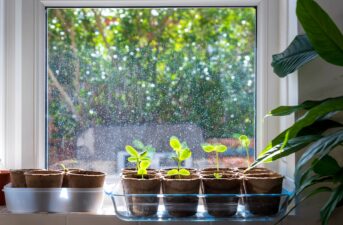 How to Grow Houseplants Sustainably