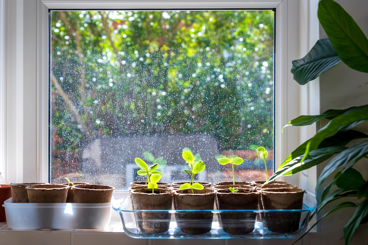 Seedlings in pots on a home window