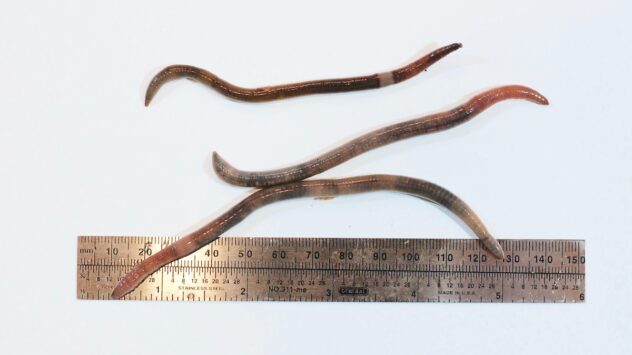 Invasive Jumping Earthworms Spotted in California