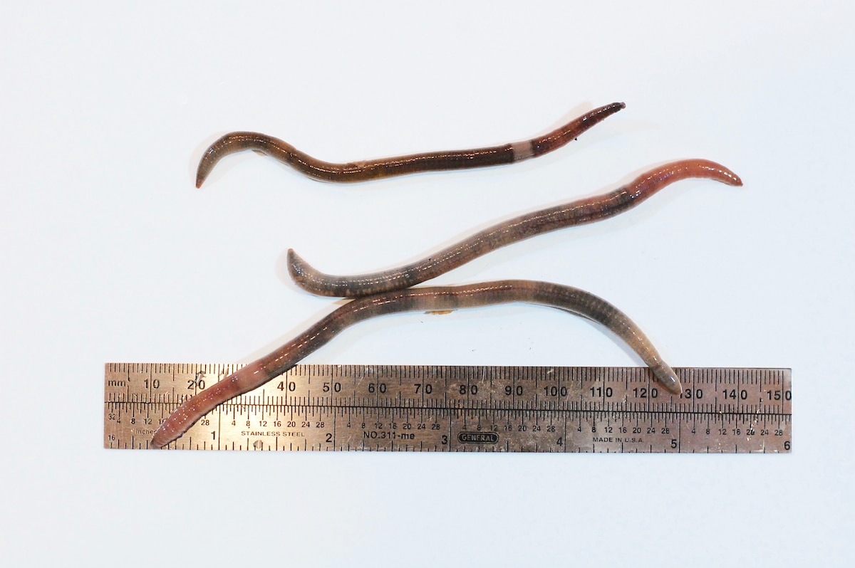 The invasive jumping earthworm