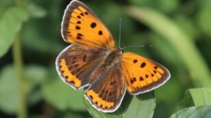 Half of UK Butterfly Species Now Threatened or Near Threatened With Extinction