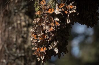 Monarch Butterfly Count Up 35% in WWF-Mexico Survey