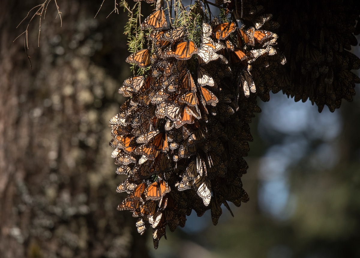 Monarch butterflies roosting in a tree in Mexico