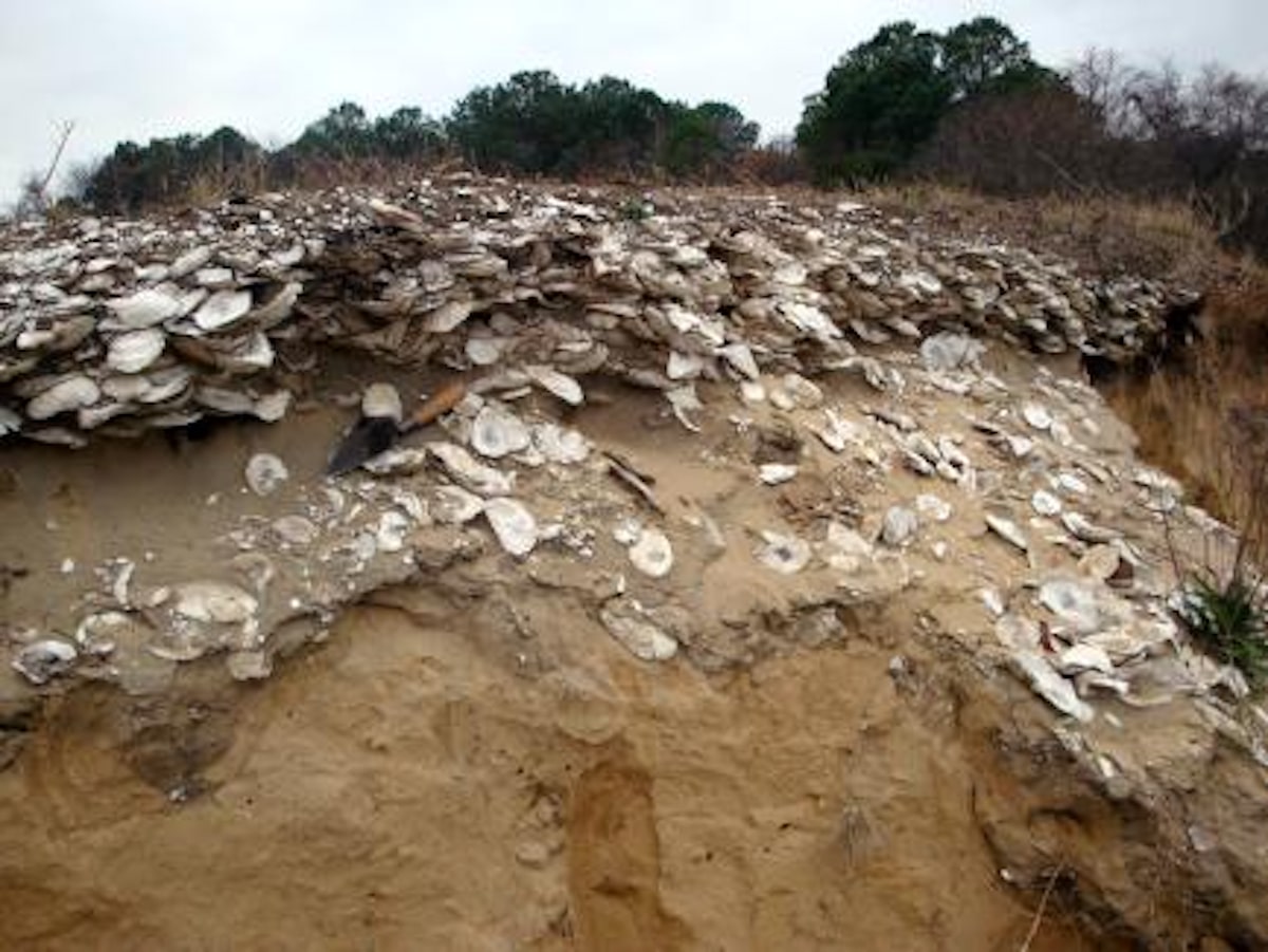 A typical Native American oyster deposit
