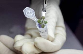 Scientists Grow Plants in Lunar Soil for the First Time