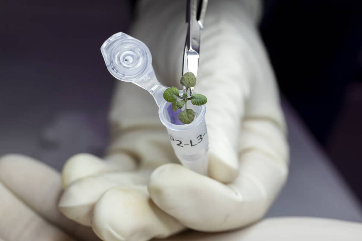 Scientists Grow Plants in Lunar Soil for the First Time