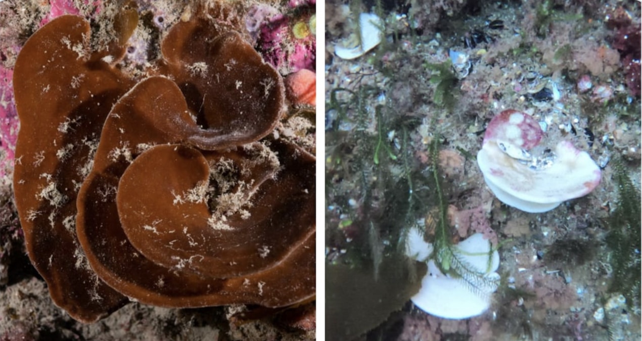 New Zealand Sponges Suffer ‘Unusual’ Bleaching Following Marine Heat Wave