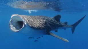 International Shipping Threatens Endangered Whale Sharks